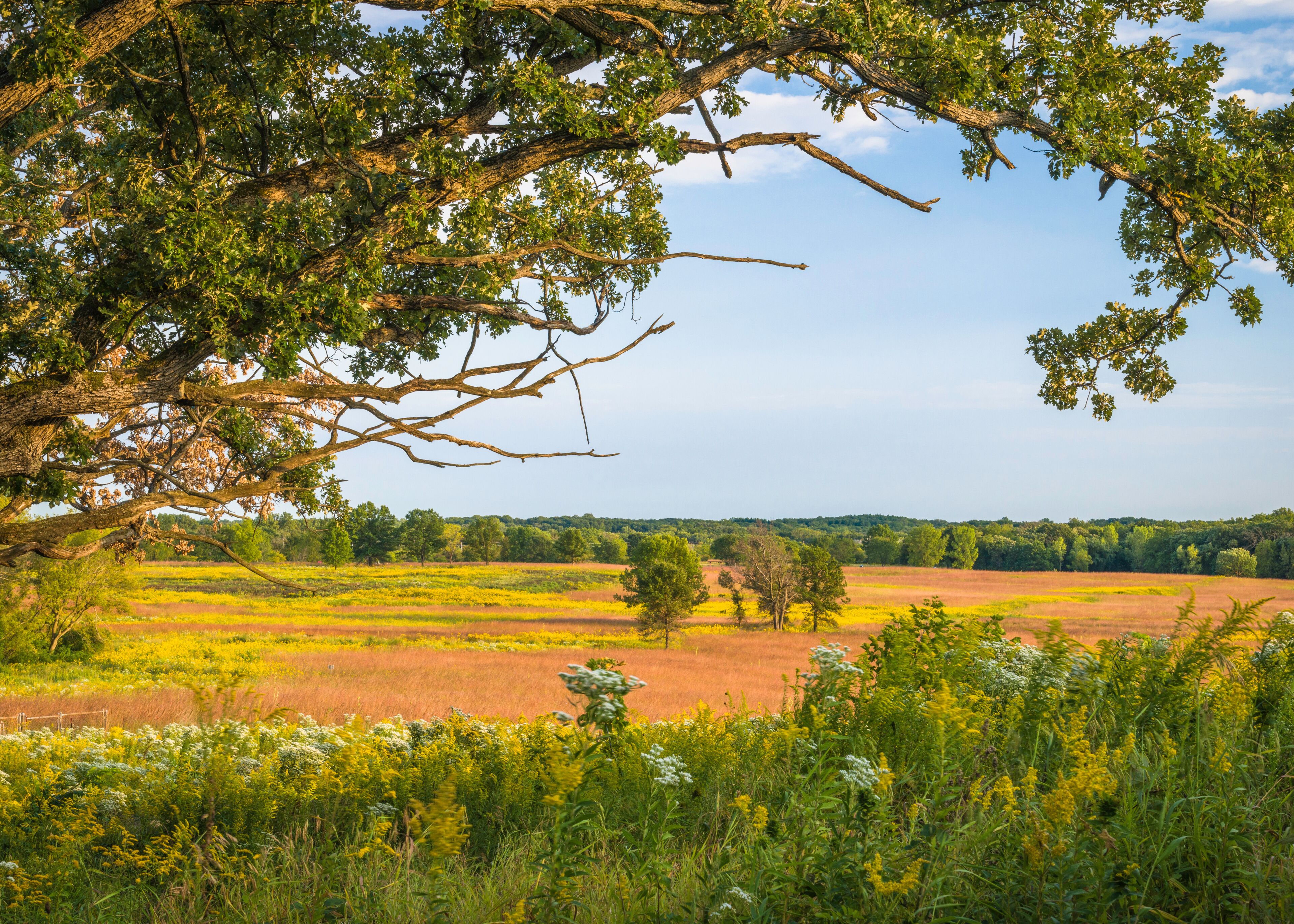 Sunset light washes over and oak savanna and a prairie landscape of autumn hues.