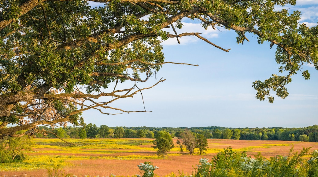 Sunset light washes over and oak savanna and a prairie landscape of autumn hues.