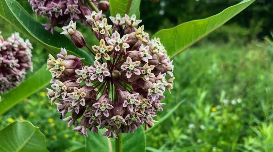 Beauty in growth. The process of blooming. I spy a bumblebee 😉