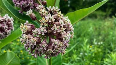 Beauty in growth. The process of blooming. I spy a bumblebee 😉