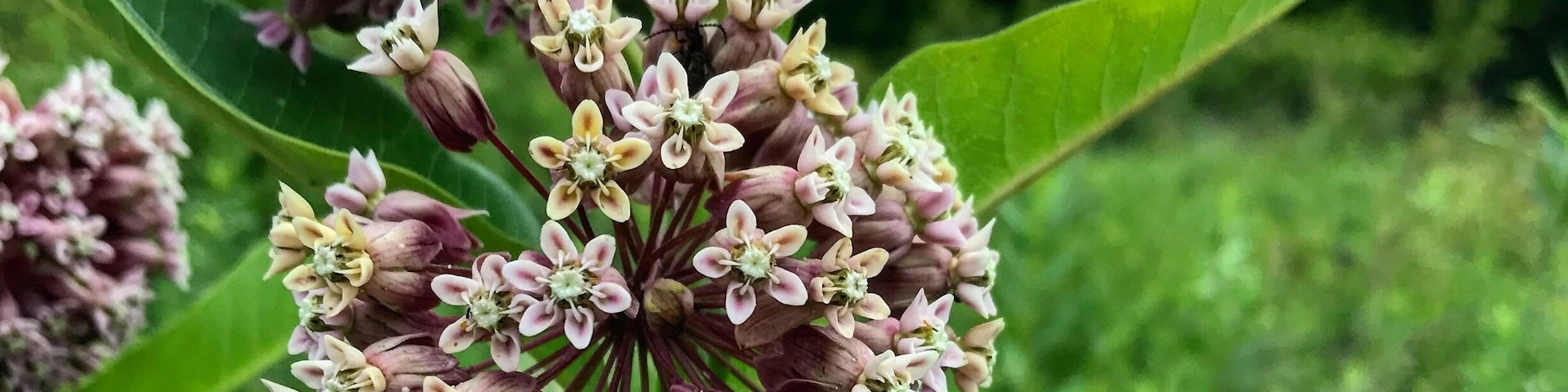 Beauty in growth. The process of blooming. I spy a bumblebee 😉