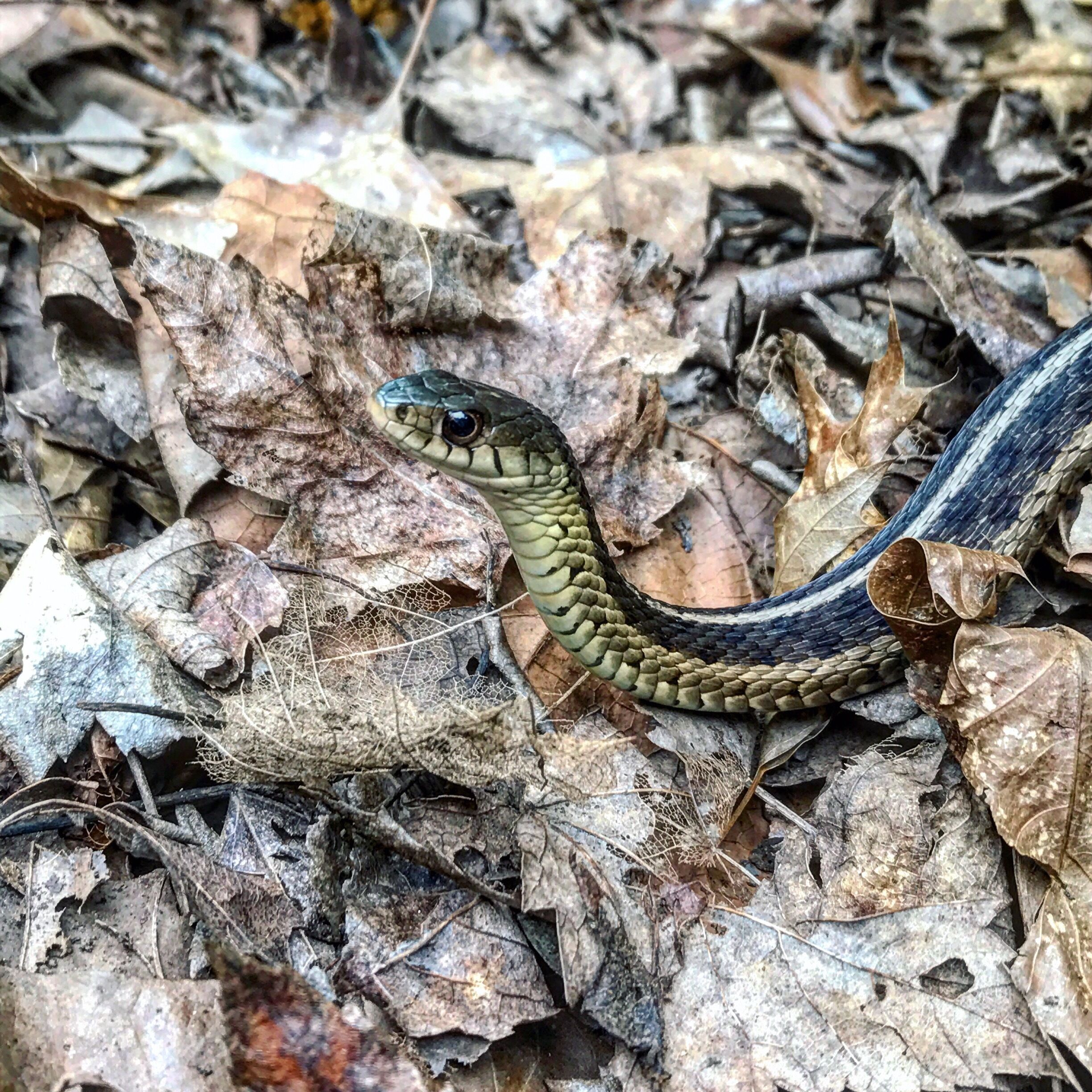 Eastern garter snake found, other day found northern water snake in the same spot. love the snakes 🐍❤️