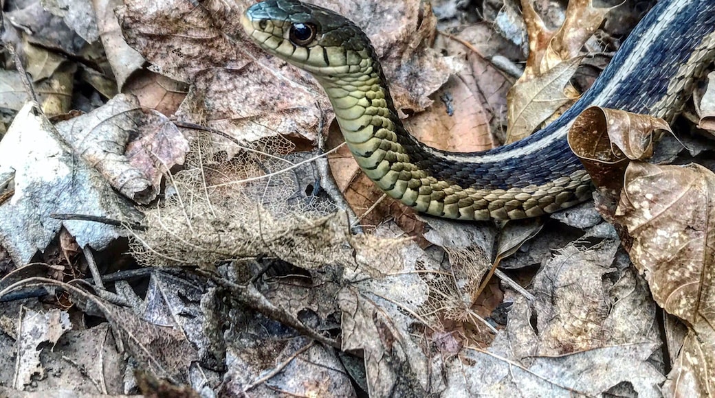 Eastern garter snake found, other day found northern water snake in the same spot. love the snakes 🐍❤️