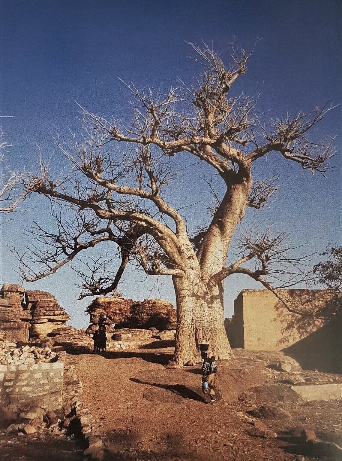 Besides the Bandiagara escarpment in the Dogon Country, the Baobab (Adansonia digitata) is one of the most striking natural phenomena of Mali. The Baobab tree can grow to enormous sizes and carbon dating indicates that they may live to be 3,000 years old. When bare of leaves, the spreading branches of the Baobab look like roots sticking up into the air, rather as if it had been planted upside-down. #ReDiscover  #Nature  #Adventure  #LocalSecrets