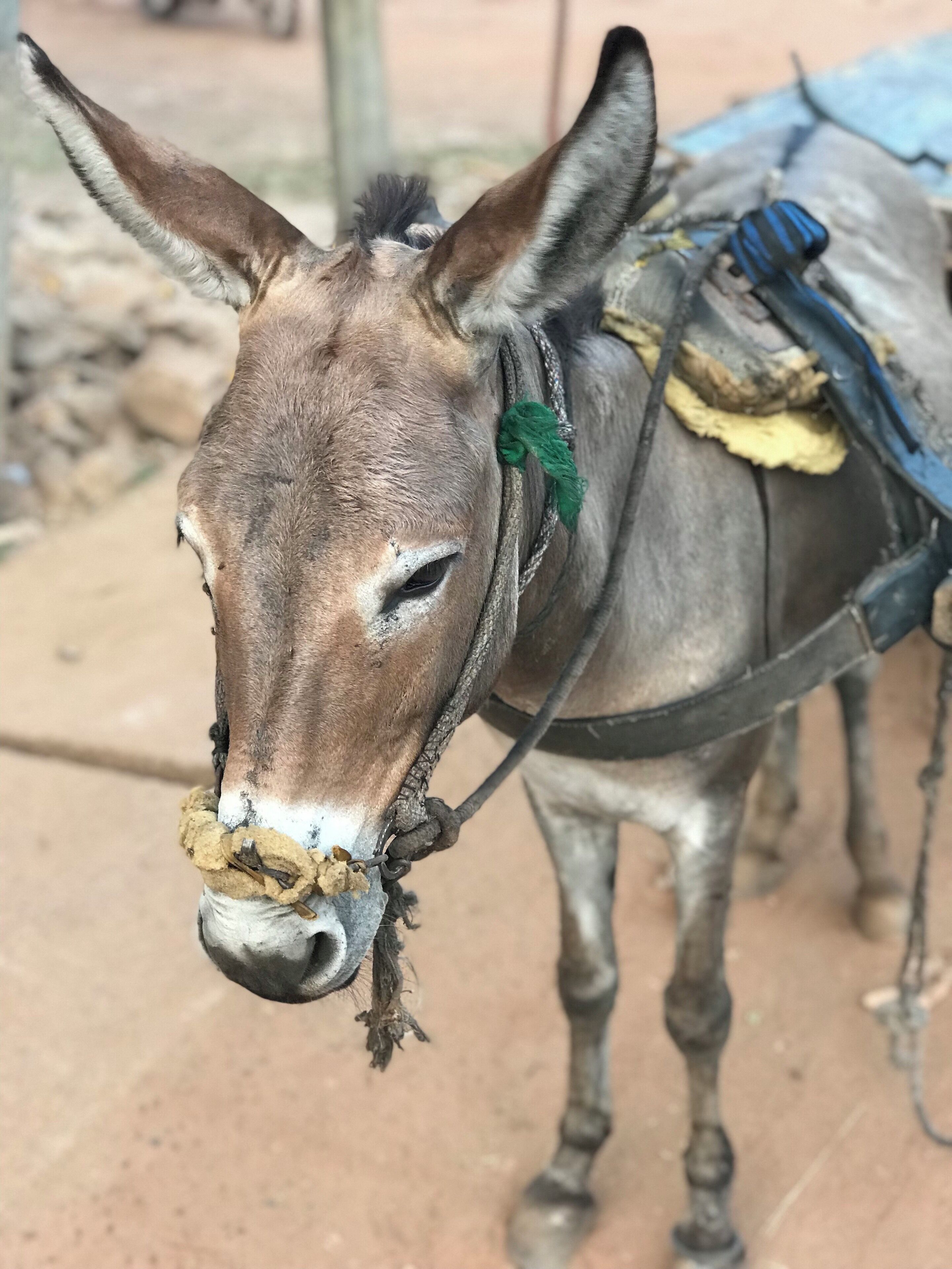 In Mali those little donkeys are everywhere. They are multipurpose like US Army Jeeps were in WW2! 
Few cars in Segou compared to any occidental city but thousands of those brave and cute « Fali » as donkeys are named in Mali.