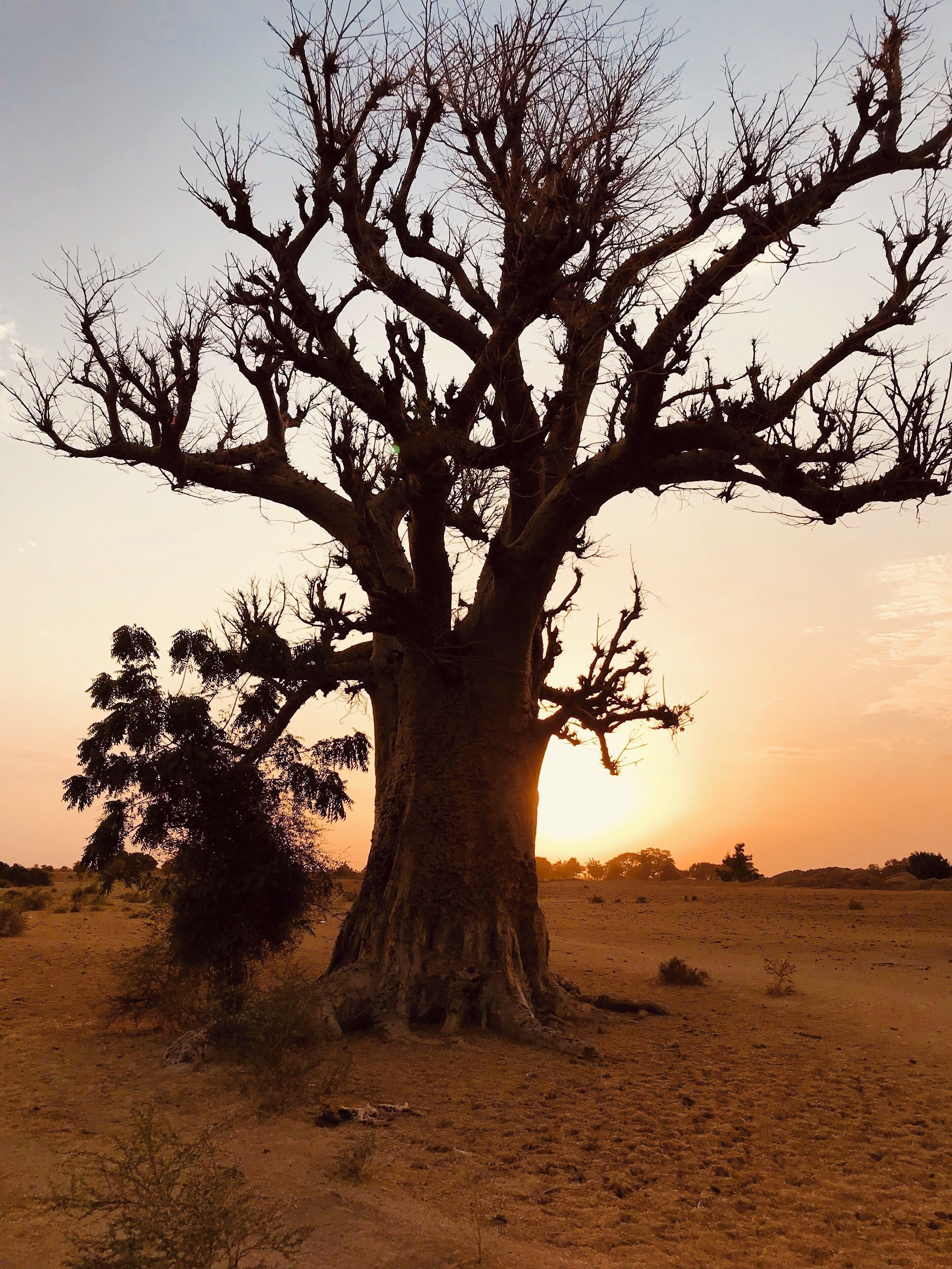 A magnificent Baobab tree at sunset near Markala dam, Mali.