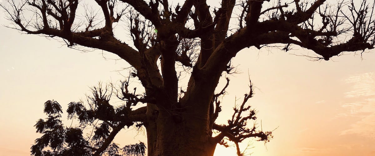 A magnificent Baobab tree at sunset near Markala dam, Mali.