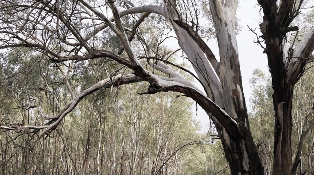 The wetlands are drying out