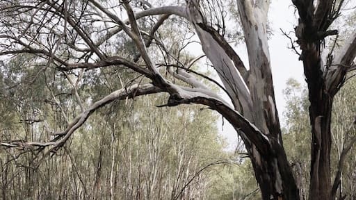 The wetlands are drying out
