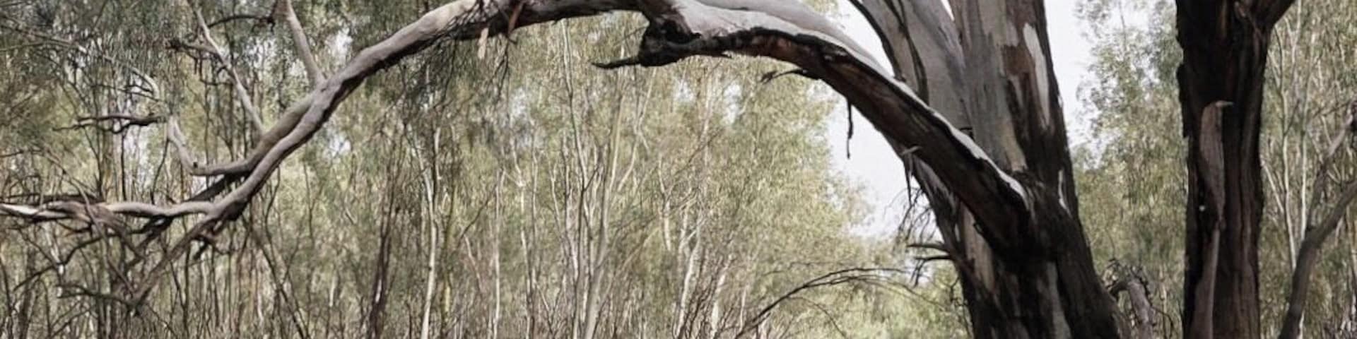 The wetlands are drying out