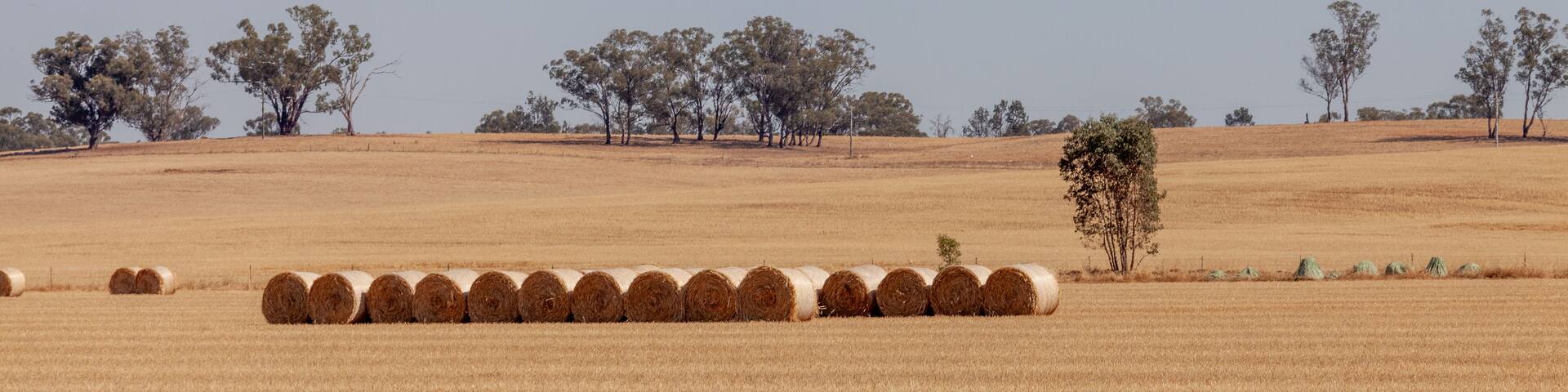 hay bales in a field