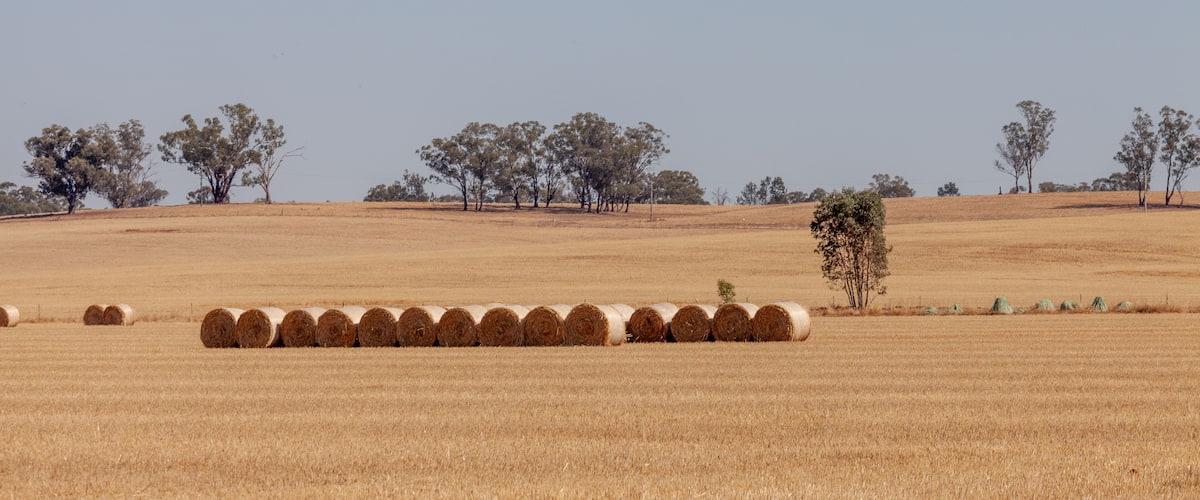 A field of hay bales in a dry, open landscape with scattered trees under a clear sky.