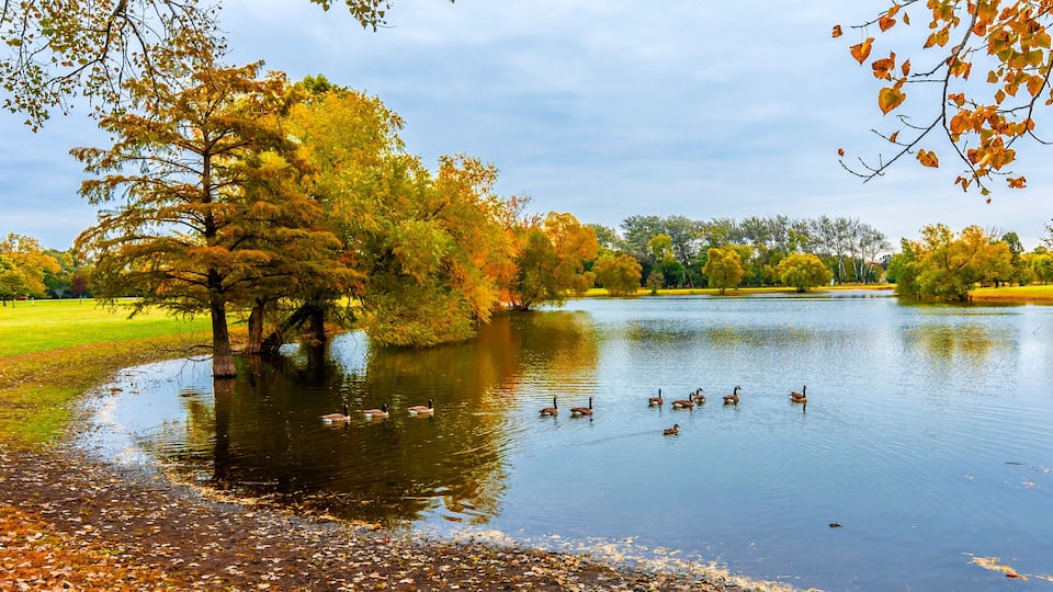 A calm lake with ducks, surrounded by trees with autumn leaves.