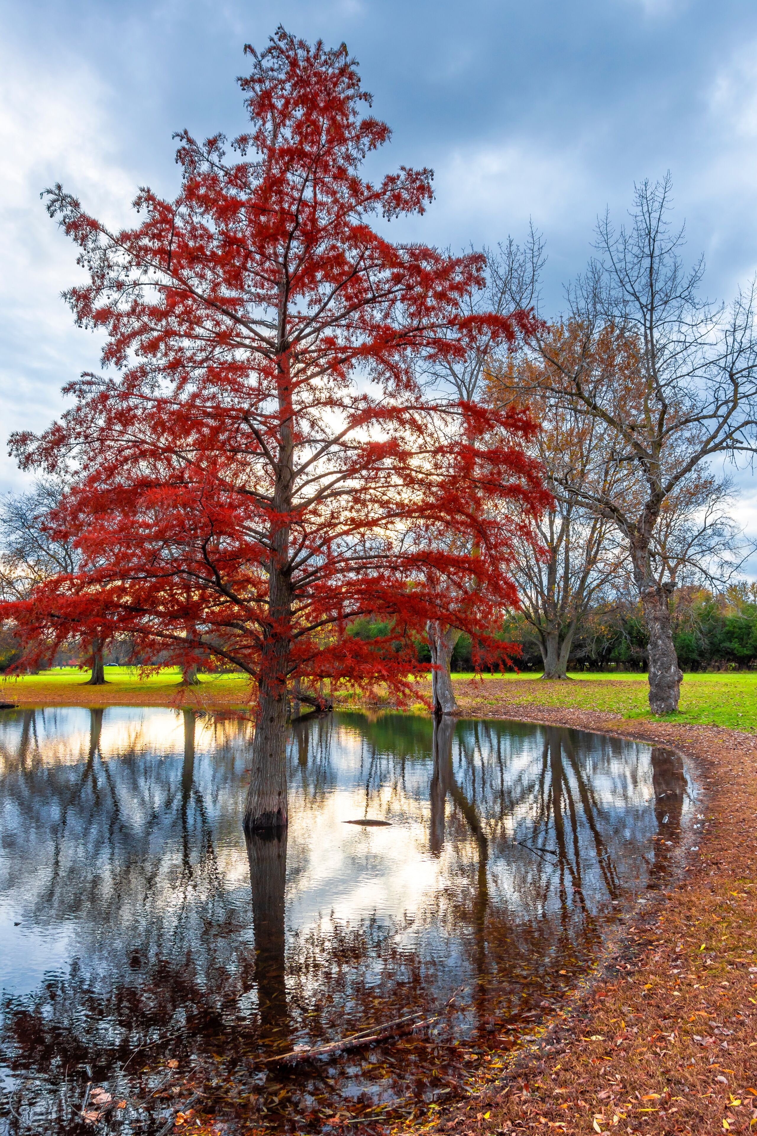 Schiller Woods view in Chicago of Illinois