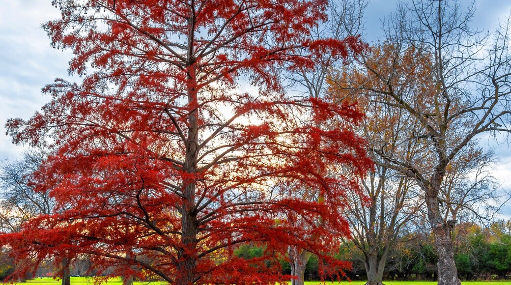 Schiller Woods view in Chicago of Illinois