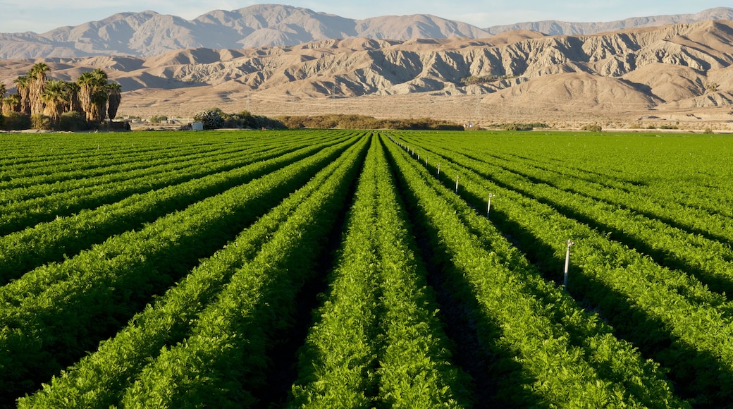 Carrot Farm in the Desert