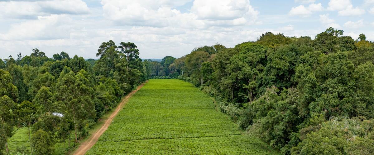 Aerial view of beautiful lush farmland and tranquil trees with a scenic road, Chepkumia, Vihiga, Kenya.
