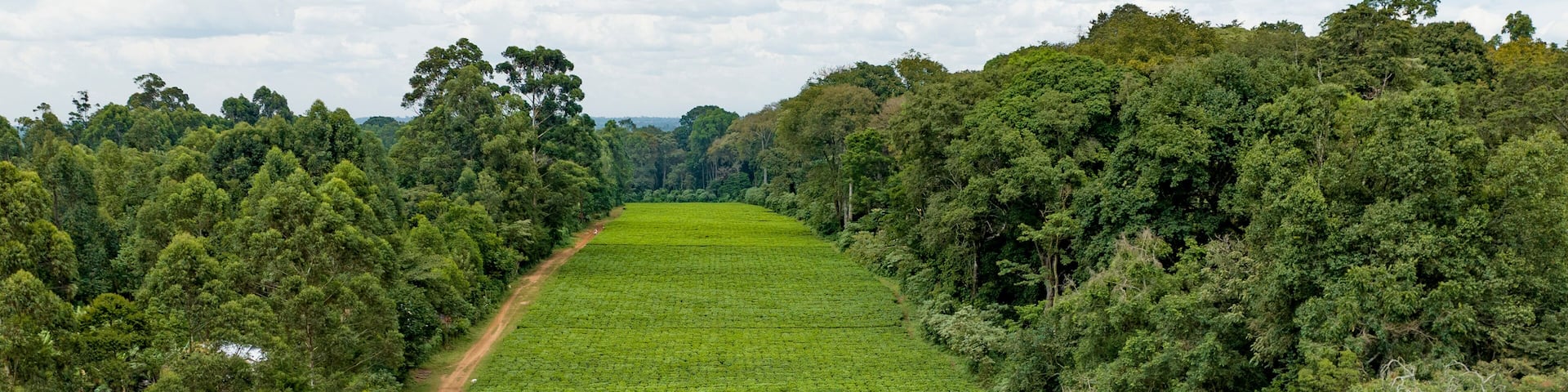 Aerial view of beautiful lush farmland and tranquil trees with a scenic road, Chepkumia, Vihiga, Kenya.