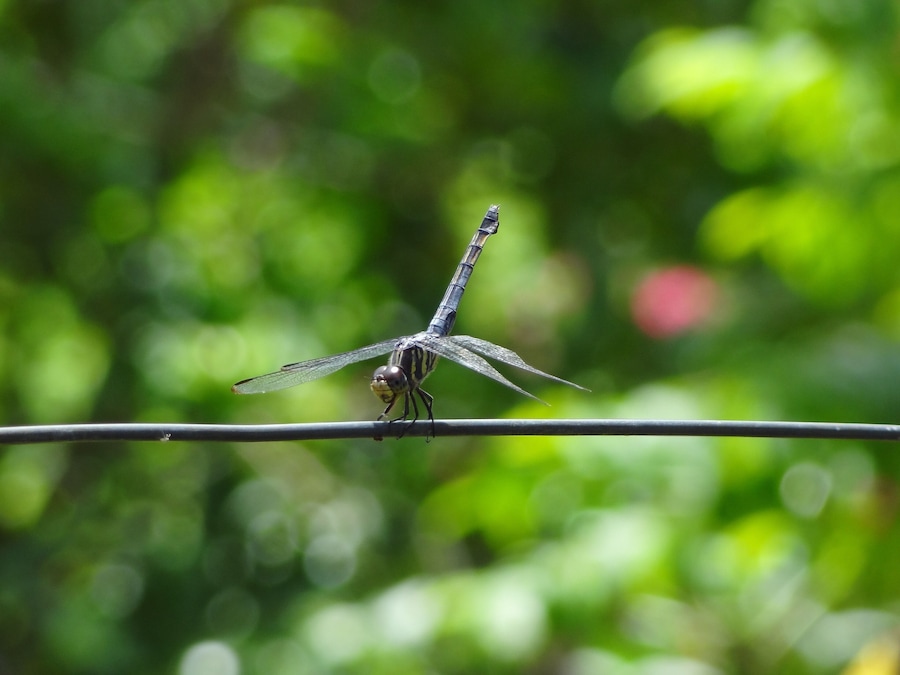 Dragonfly on the High Wire @ Flores, nr Cauayan City, Isabella, Philippines (June 2012). #nature #naturalworld #dragonflies