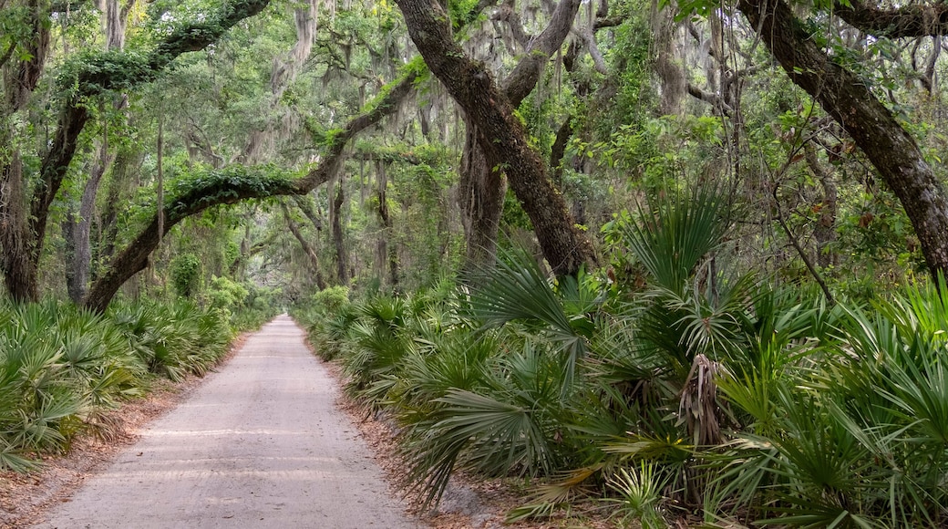 Live Oak Lined Dirt Road on Cumberland Island, Georgia
