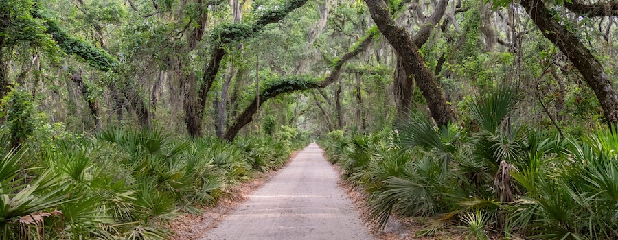 Live Oak Lined Dirt Road on Cumberland Island, Georgia