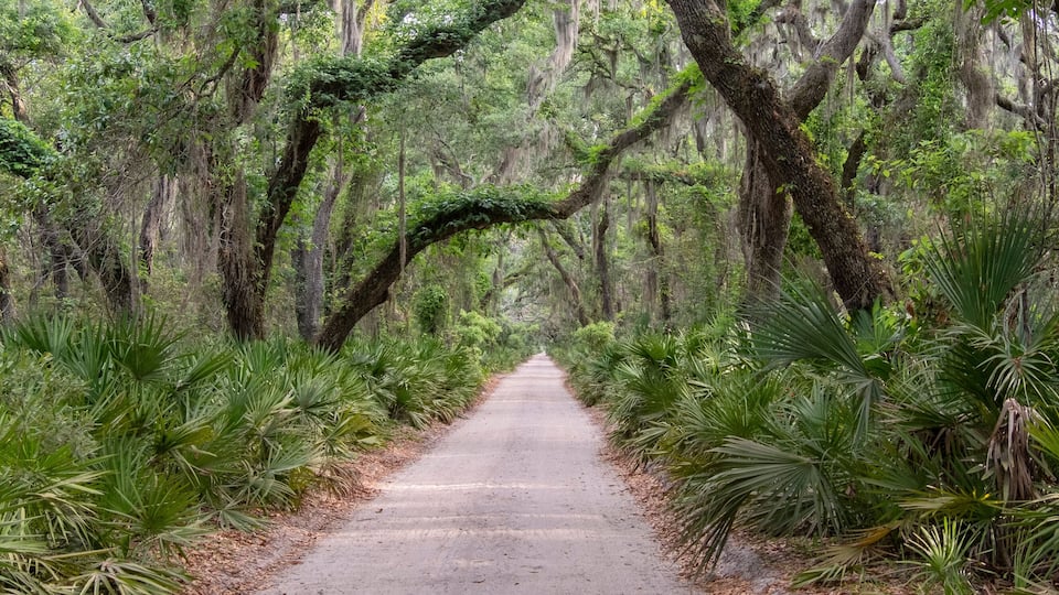 A forested path with tall trees and dense undergrowth.