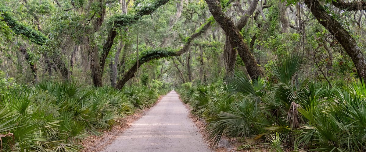Live Oak Lined Dirt Road on Cumberland Island, Georgia