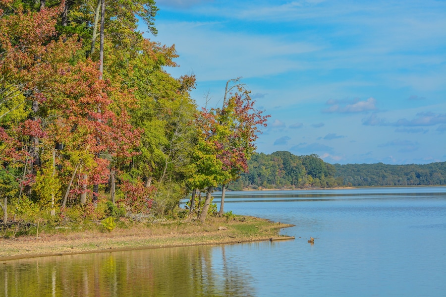 The trees Fall colorful leaves on the shore of Staunton River State Park in Halifax County, Virginia