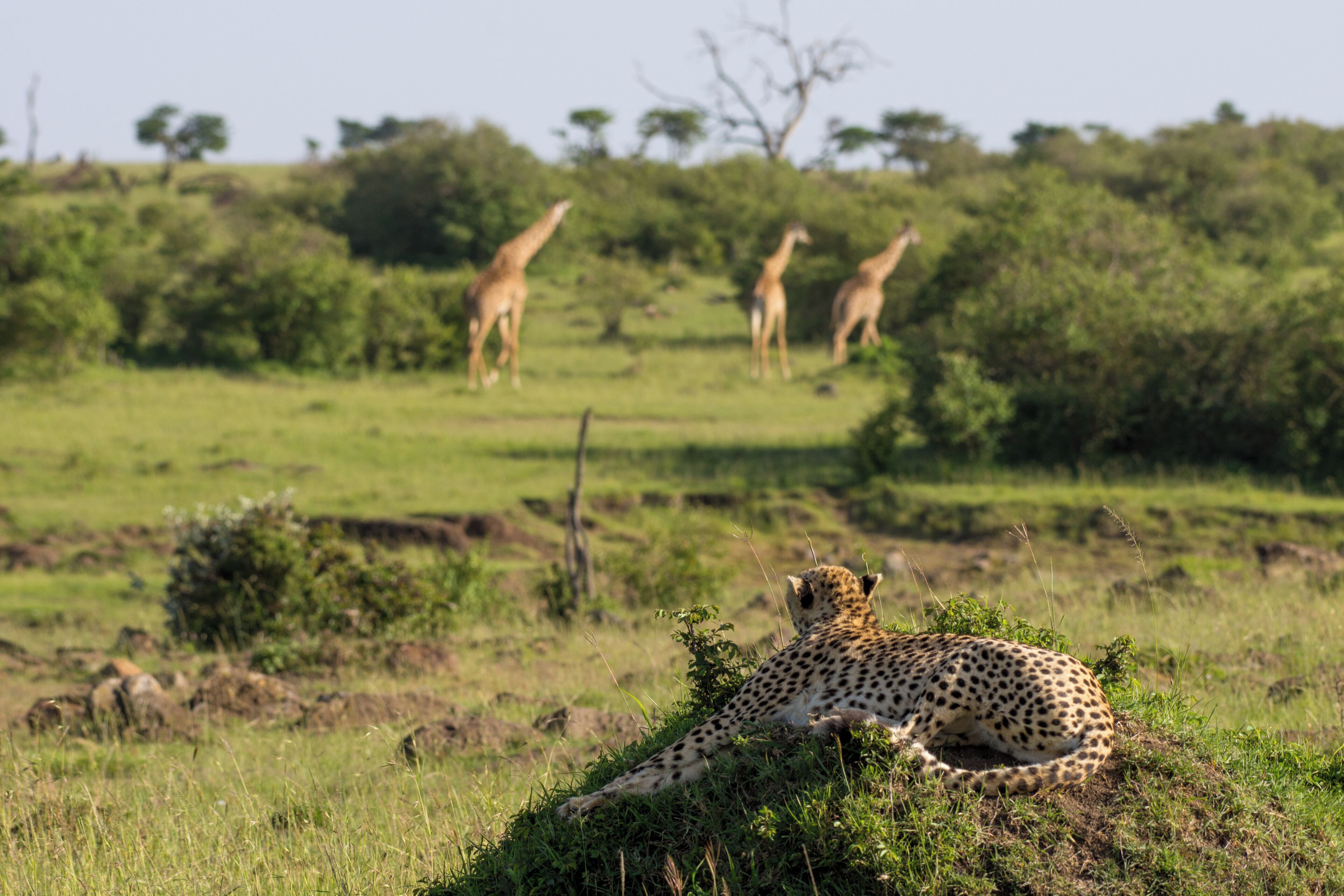 A cheetah resting on grass with giraffes in the background.