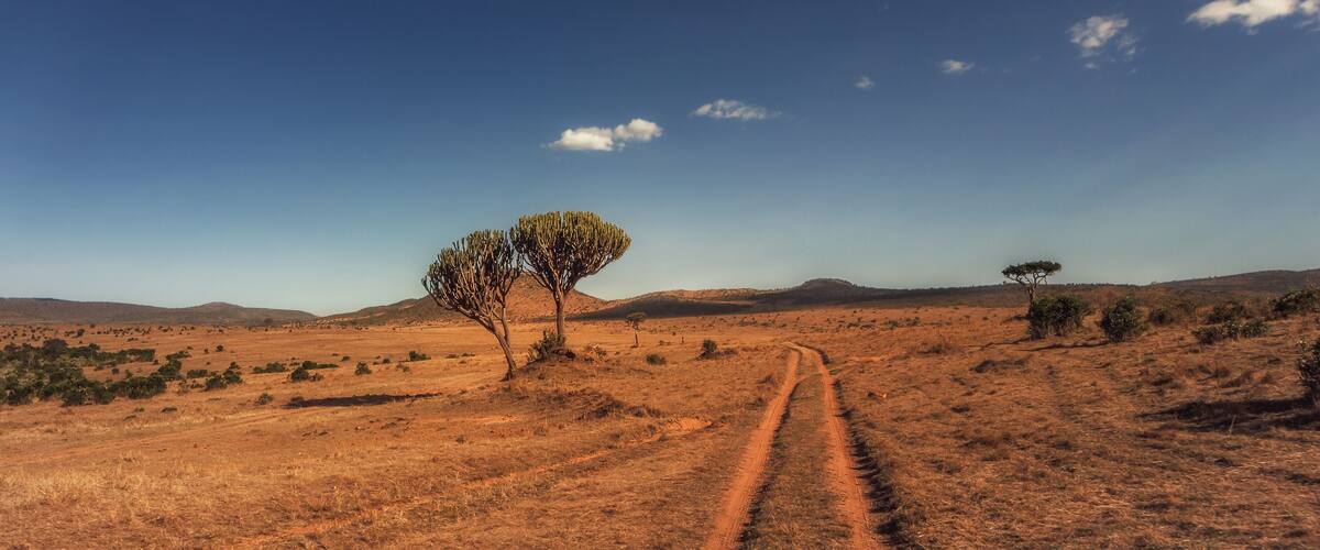 One tree and a road - National park Maasai Mara - Kenya