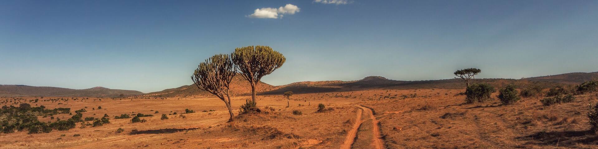One tree and a road - National park Maasai Mara - Kenya