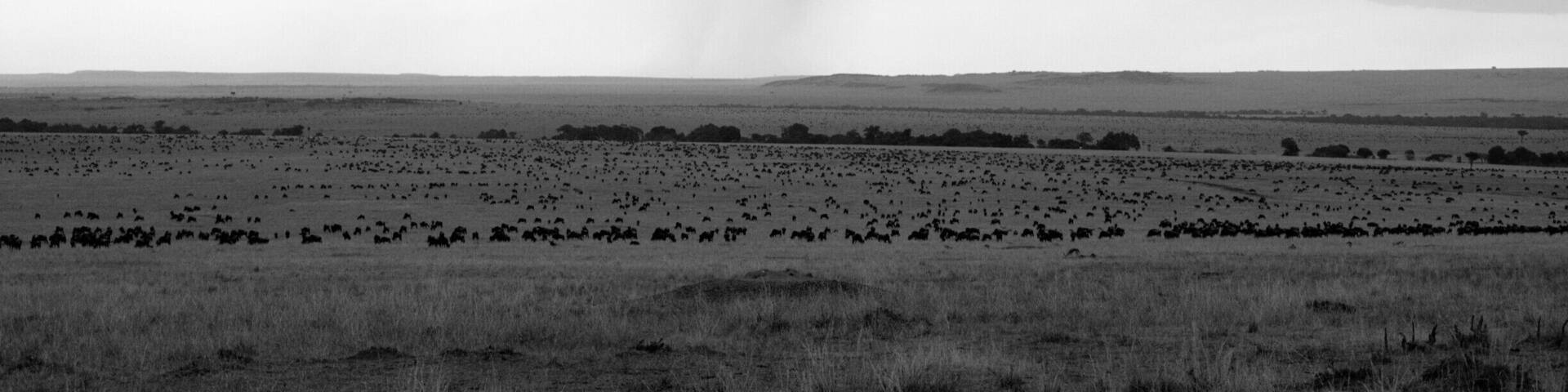 A sleeping lion with thousands of wildebeest in background #maraplains#greatplainsconservation#kenya