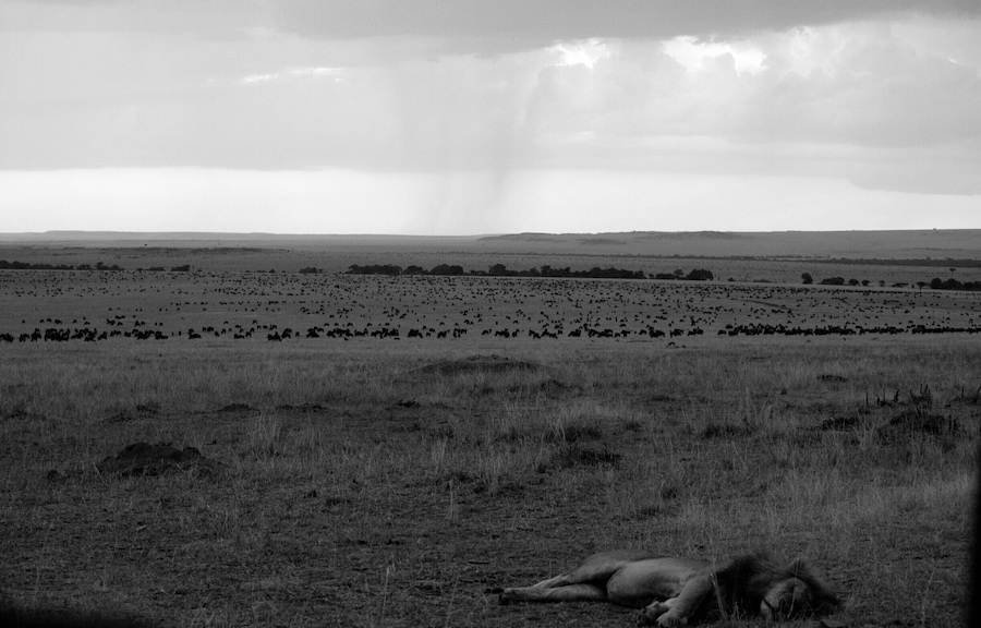 A sleeping lion with thousands of wildebeest in background #maraplains#greatplainsconservation#kenya