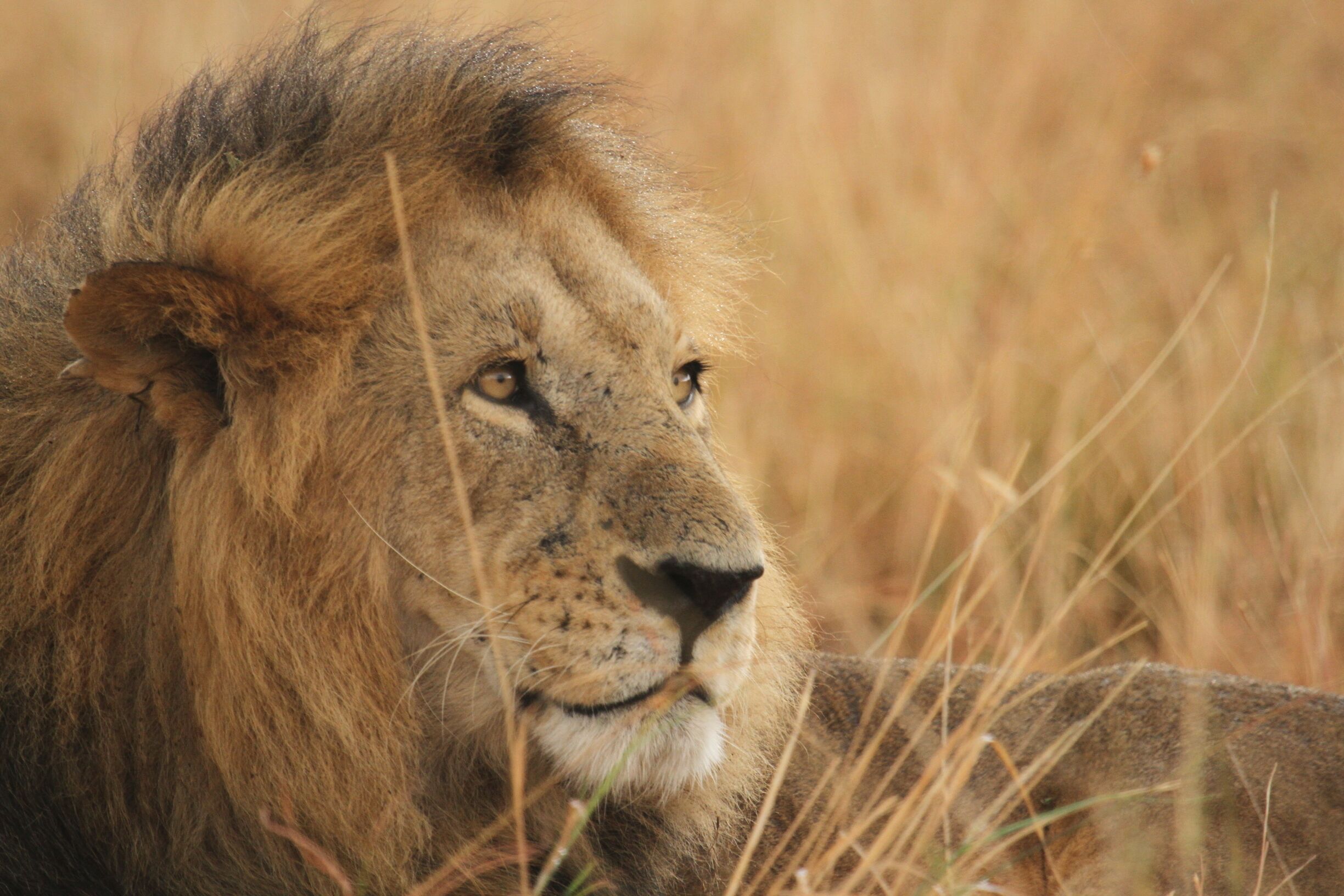 Beautiful lion#greatplainsconservation#maraplains
