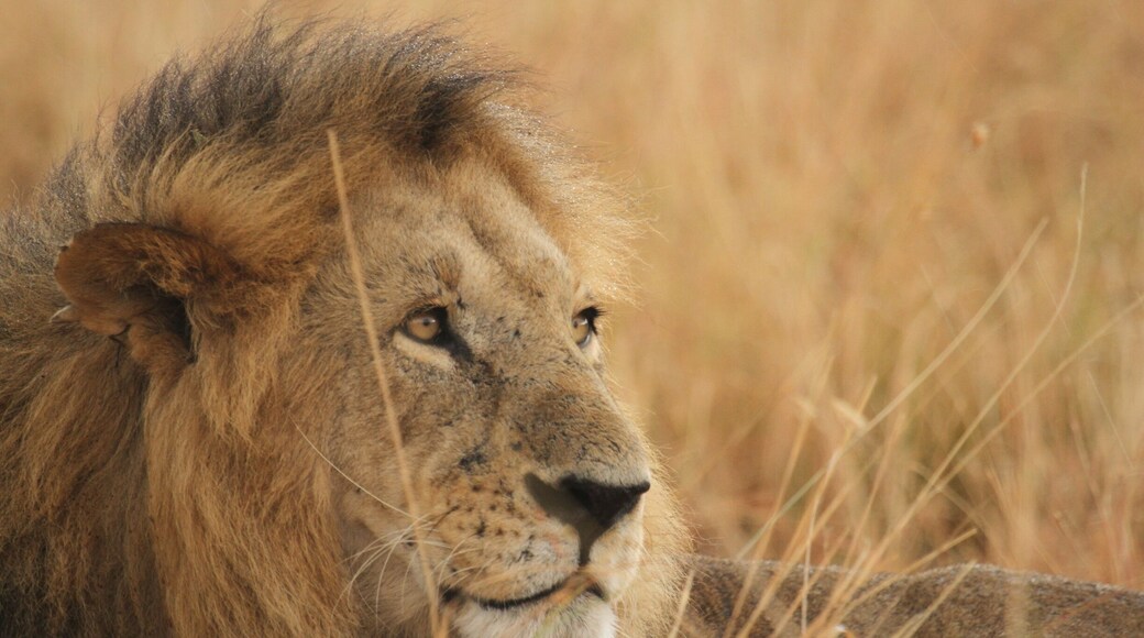 Beautiful lion#greatplainsconservation#maraplains