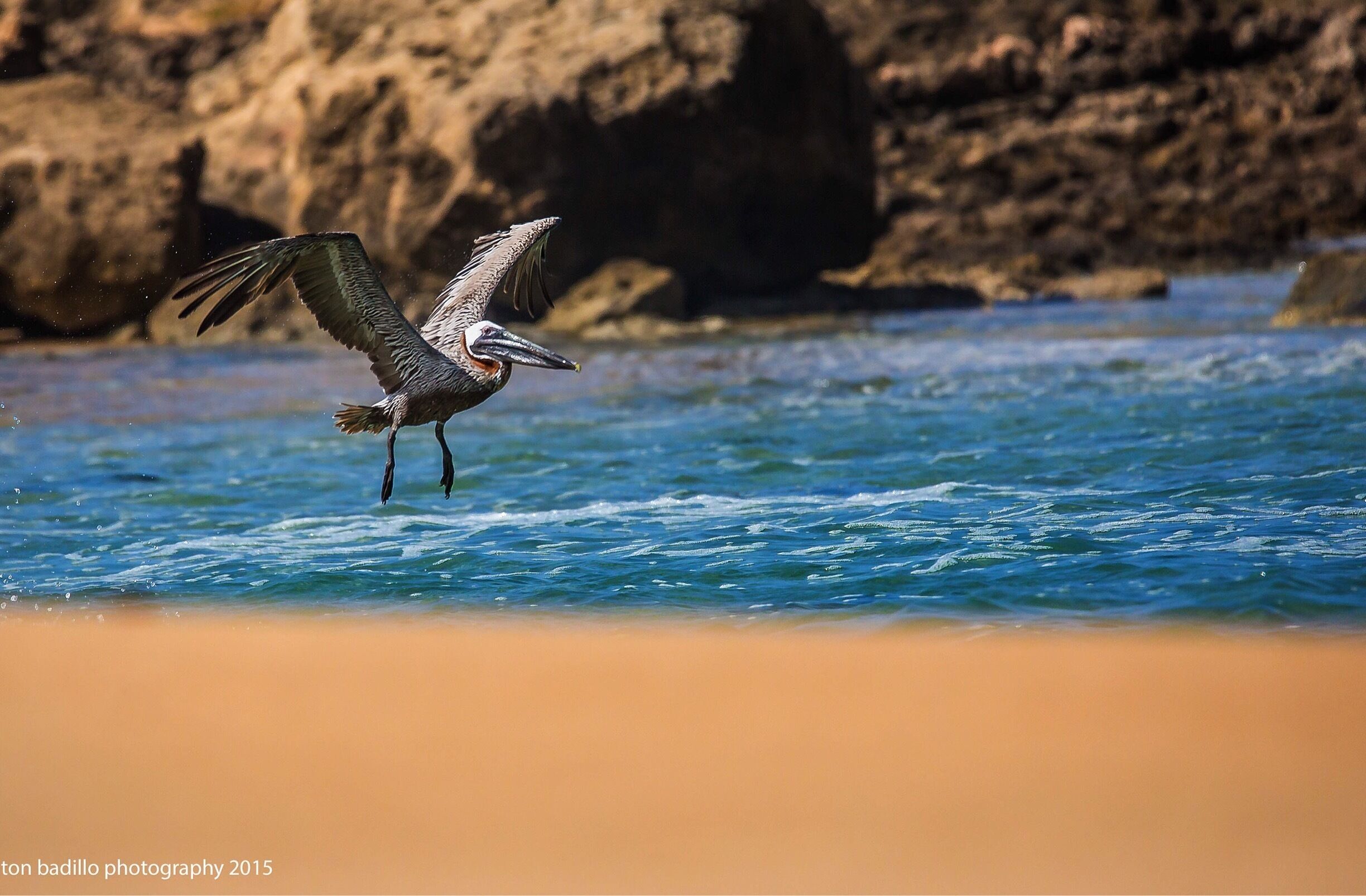 Getting lost in the endless sandy beaches of Puerto Rico. This place has some great bird watching like this huge pelican taking off from the water. 