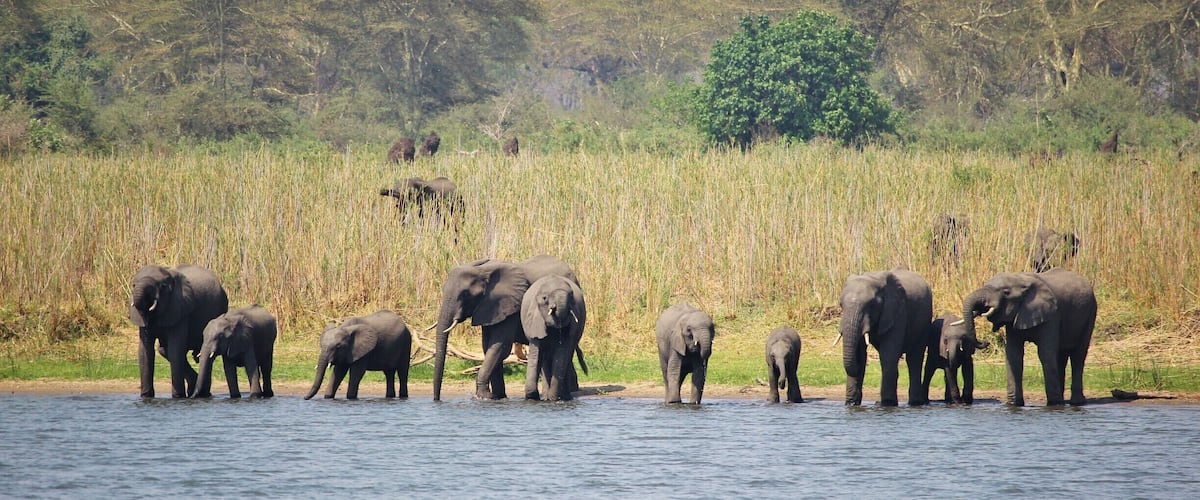 Nestled in the heart of Liwonde National Park, this gorgeous lodge offers safaris on both land and by boat along the Shire River. The lodge itself sits on the banks of the river, so herds of elephants coming down to drink is a common sight.