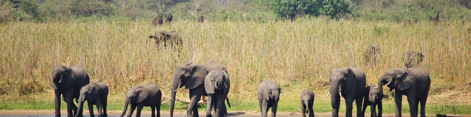 A group of elephants by a river in a natural setting.