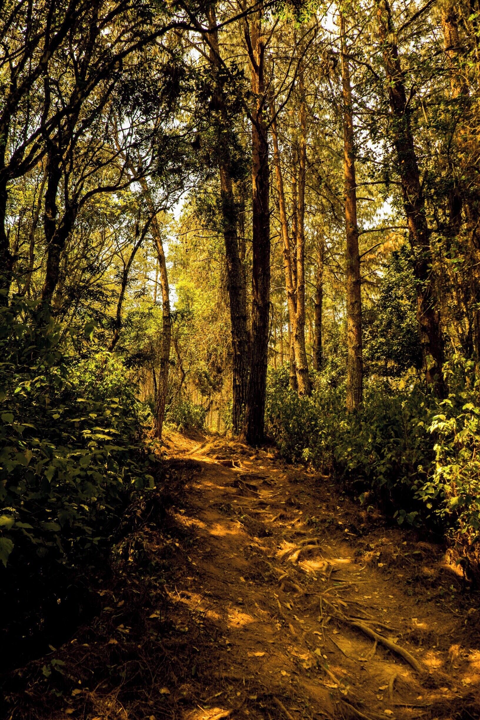 Discovering the beautiful Zomba Nature Reserve, Malawi