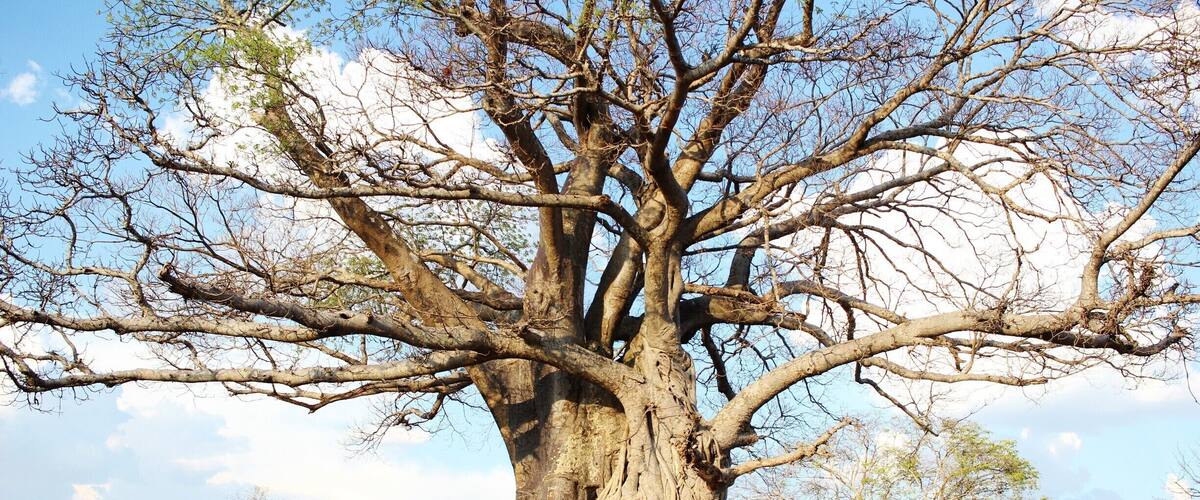 While visiting the park, ask your guide (or drive yourself if you're doing it independently) to head to Livingstone's Baobab. At the northern end of the navigable section of the park, this is the very tree Dr. Livingstone camped under during his exploration of the African continent. The tree is so old it has hollowed out, so you can step inside and look up at the sky through the trunk!