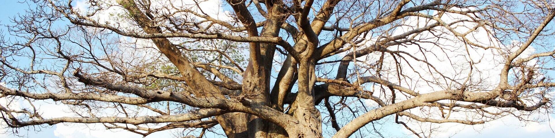 A large tree with extensive roots and branches.
