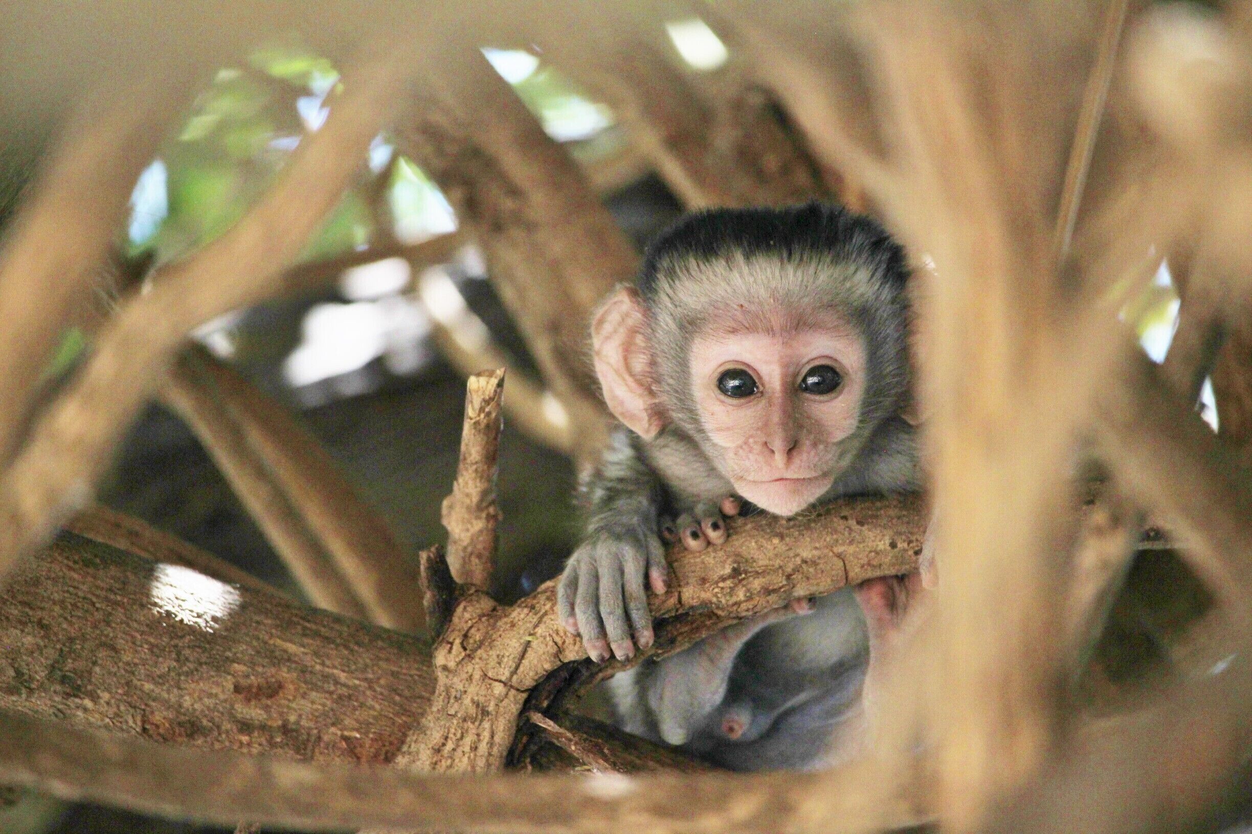 Come to Liwonde National Park in October-December and you'll be sure to spot the teeny vervet and baboon babies! At first they stay clinging to their mothers, but after a few weeks they become more adventurous and curious! The vervet monkeys at the lodge are used to humans, so you can actually get quite close - just don't feed them as this can cause problems down the line!