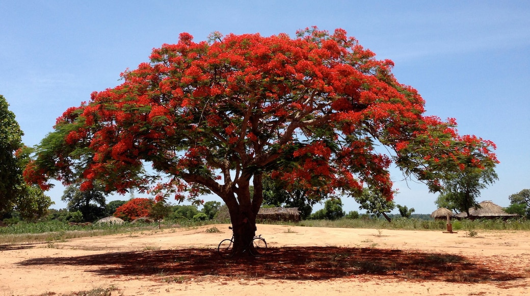 Red Tree