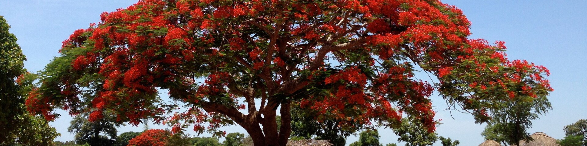 Red Tree