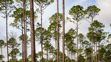 Slash Pine tree plantations, in the southern Florida, provides a wealth of opportunity for the timber industry
