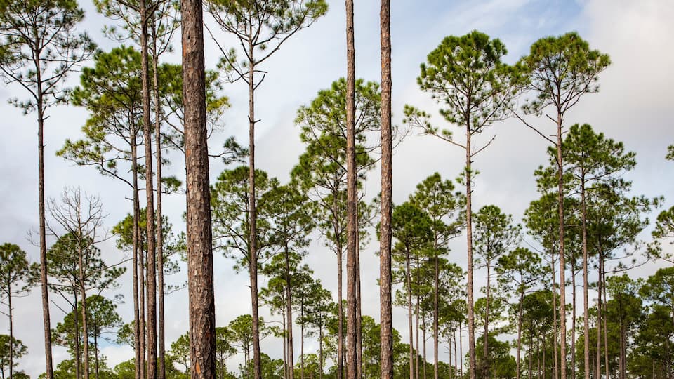 A dense forest of tall pine trees with a clear sky.