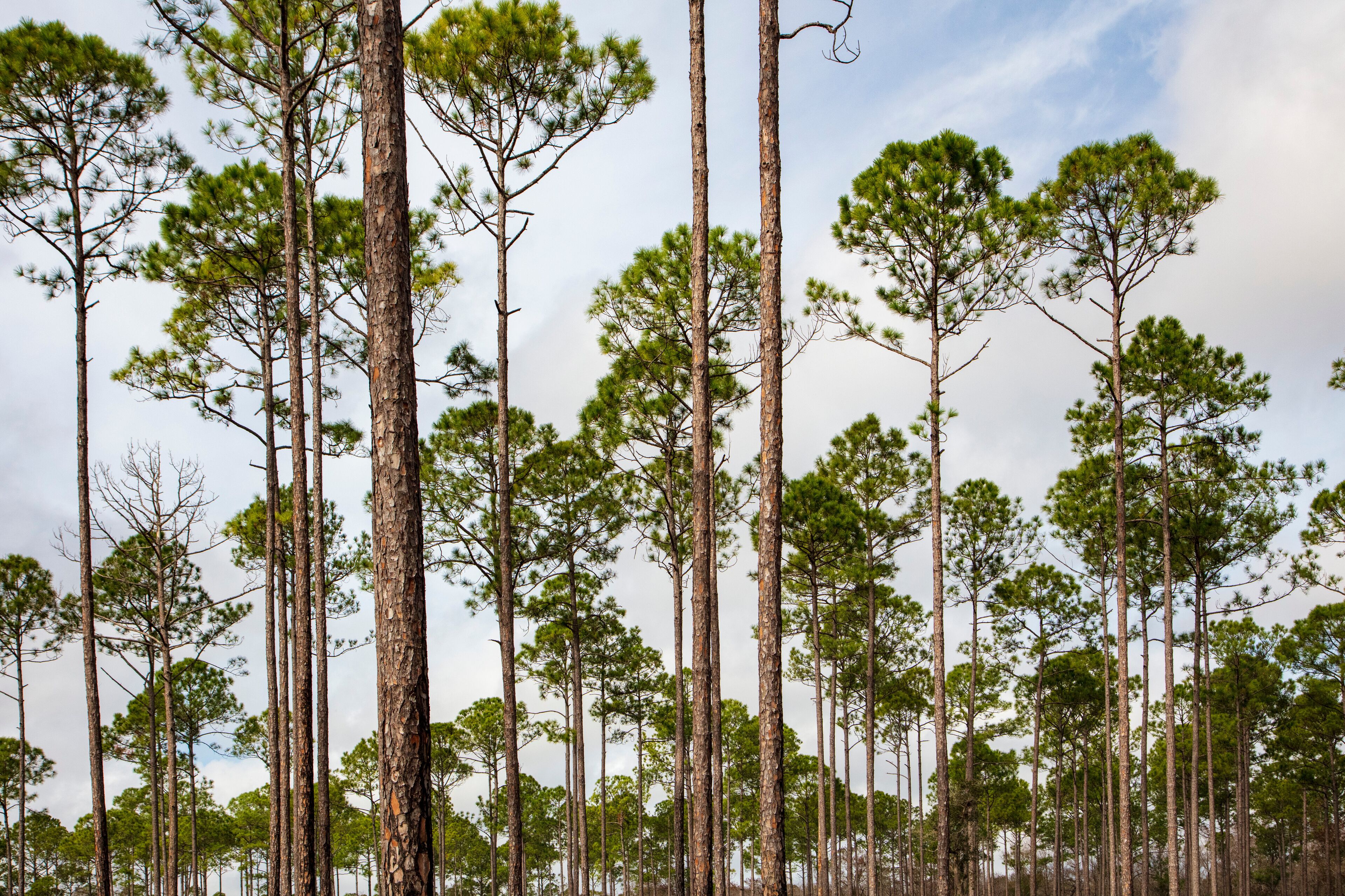 A dense forest of tall pine trees with a clear sky.