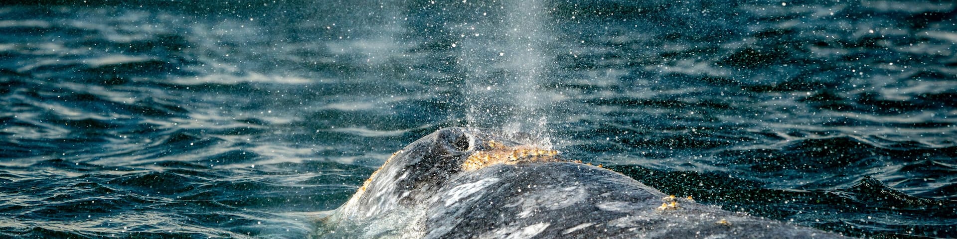 grey whale in san ignacio lagoon puerto chale maarguerite island baja california sur mexico