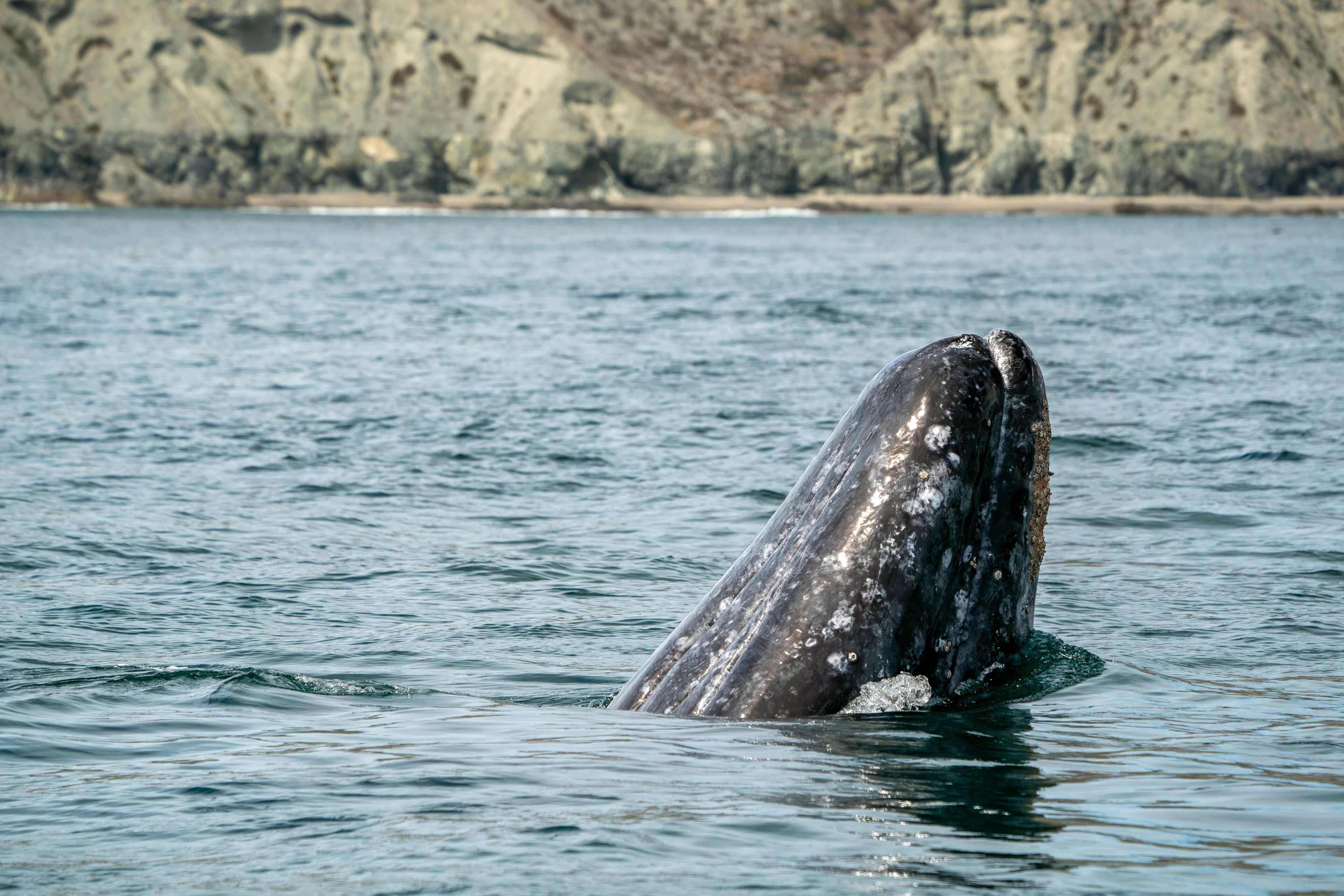 Spy hopping grey whale in san ignacio lagoon puerto chale maarguerite island baja california sur mexico
