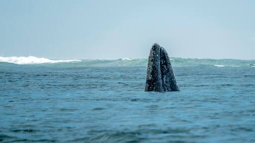 Spy hopping grey whale in san ignacio lagoon puerto chale maarguerite island baja california sur mexico